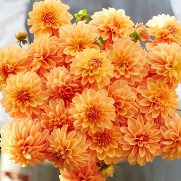 Dahlia Bazuin Bright Orange