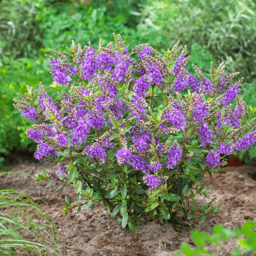 Hebe Garden Beauty Purple