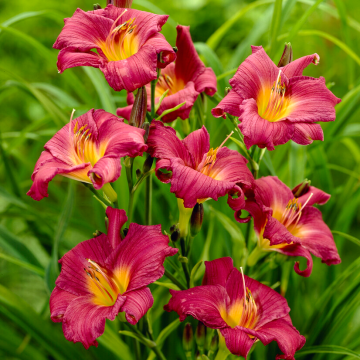 Hemerocallis Little Grapette