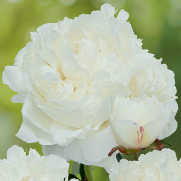 Paeonia Marshmallow Puff - Peony Marshmallow Puff