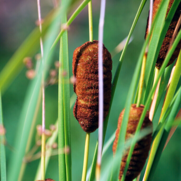 Typha angustifolia