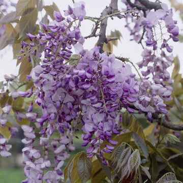 Extra Large Weeping Standard - Wisteria Floribunda Macrobotrys - Extra Large Specimen