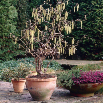 Corylus avellana 'Contorta' - Corkscrew Hazel - circa 130cm-140cm