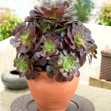 Aeonium arboreum Velour