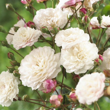 Rose 'Little White Pet' - Shrub Rose