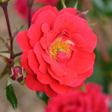 Rose 'Flower Carpet Ruby'