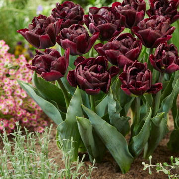 Tulipa Canyon - Pack of 6