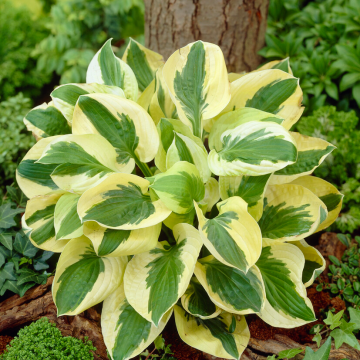 Hosta 'Brim Cup'