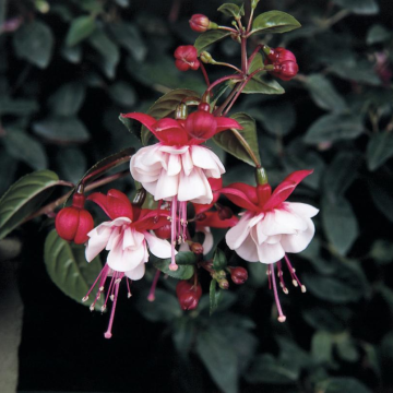 Fuchsia 'Matt Busby' - Double Flowered Trailing Fuchsia