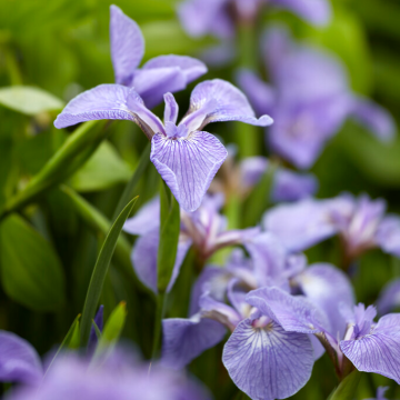 Iris setosa