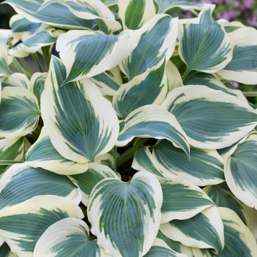 Hosta 'Firn Line'