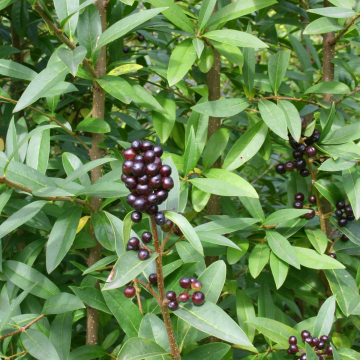Ligustrum Vulgare - Wild Privet  - Bare Root Hedging 60-80cm - Pack of 24