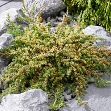 Juniperus communis 'Lemon Carpet'