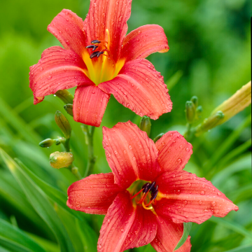 Hemerocallis 'Pink Damask'