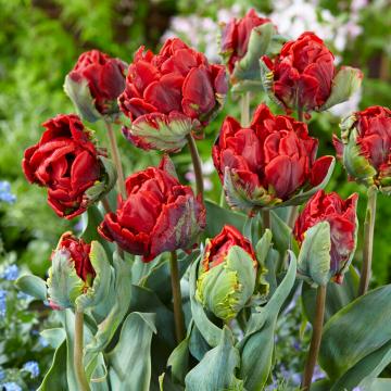 Tulipa Rococo Double - Pack of 6