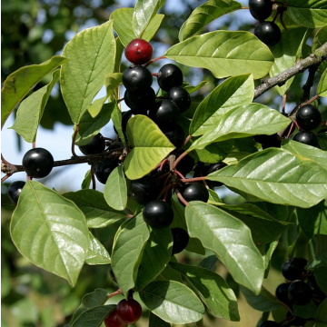 Rhamnus Frangula - Bare Root Hedging 80-100cm - Pack of 12