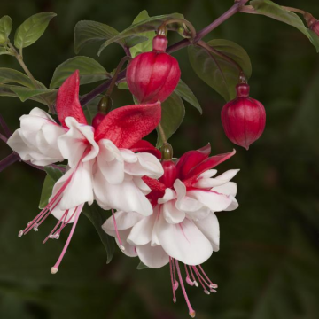 Fuchsia 'Swingtime' - Double Flowered Trailing Fuchsia