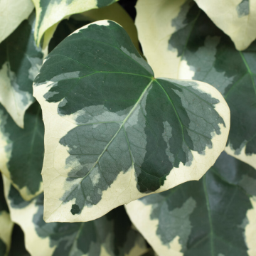 Hedera colchica 'Dentata Variegata'