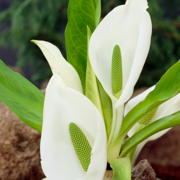 Lysichiton camtschatcensis