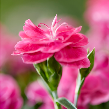 Dianthus caryophyllus 'Peman'