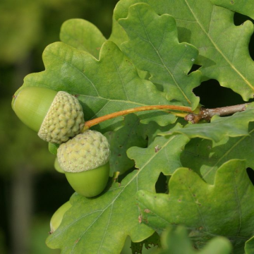 Quercus Robur - English Oak -Bare Root Hedging 30-50cm - Pack of 20
