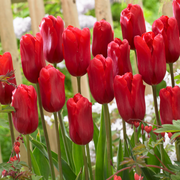 Tulipa Red Proud-  Pack of 6