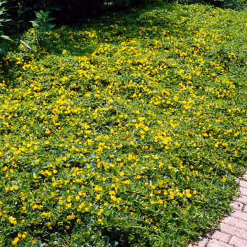 Lysimachia nummularia 'Aurea'
