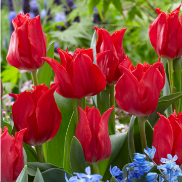 Tulipa Pretty Woman -  Pack of 6