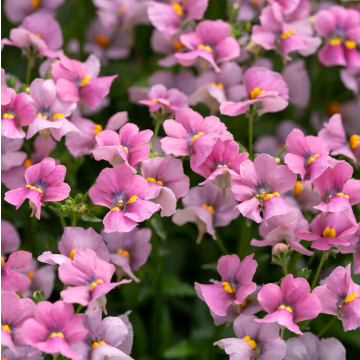 Nemesia fruticans Pink