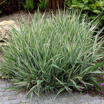 Phalaris arundinacea 'Picta'