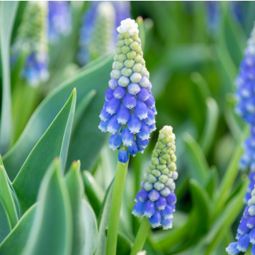 Muscari Emmy - Grape Hyacinth