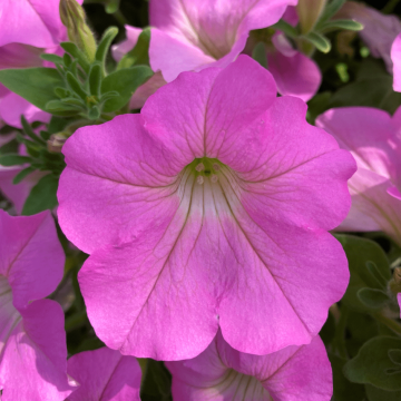 Petunia Surfinia Big Pink - Trailing Basket & Patio Plant