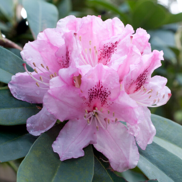 Rhododendron Dr. Albert Schweitzer