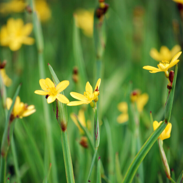 Sisyrinchium californicum - Golden Eyed Grass