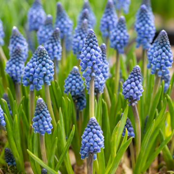 Muscari Lindsay - Grape Hyacinth
