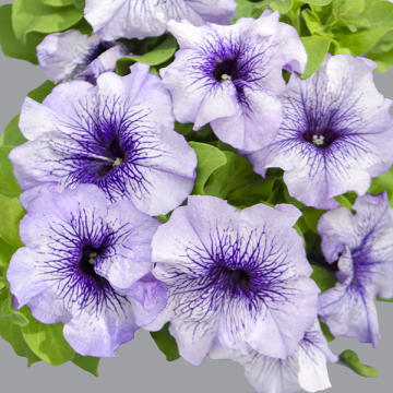 Petunia Surfinia Blue Vein - Trailing Basket & Patio Plant