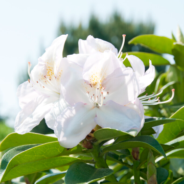 Rhododendron Hybrid Gomer Waterer			
