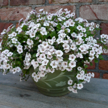 Gypsophila cerastioides 'Pretty Maid'
