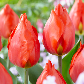 Tulip Red Paradise - In Bud