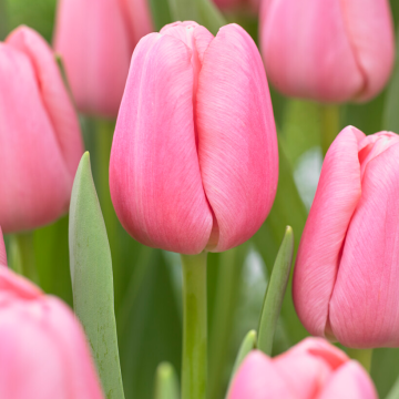 Tulipa Tresor -  Pack of 6
