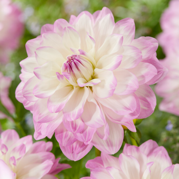 Dahlia - Decorative Large-flowered Mikayla Miranda