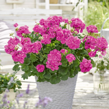 Geranium Semi-Double Lavender 'Trend'