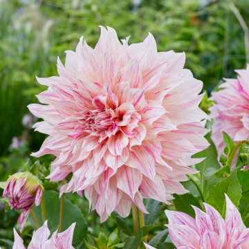 Dahlia - Decorative Dinnerplate Dahlia Cafe au Lait Twist