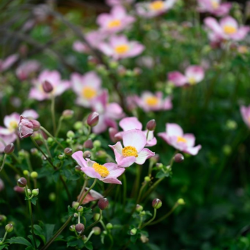 Anemone Fantasy 'Jasmine'