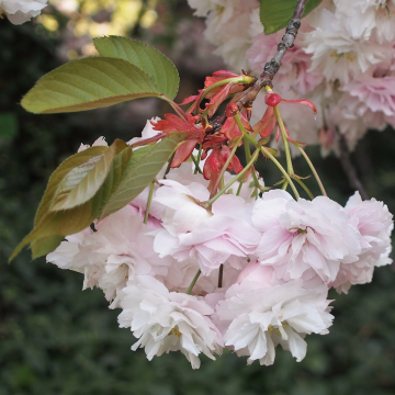 Prunus Shirofugen  - Cherry Blossom Tree