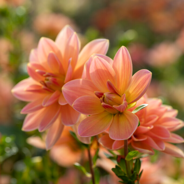Dahlia - Waterlilly flowered Mister Frans