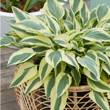 Hosta 'Lakeside'