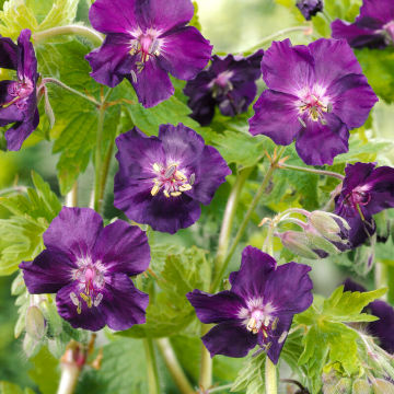 Geranium Raven