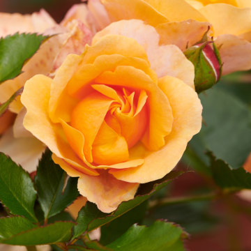Rose Palace Fleur
