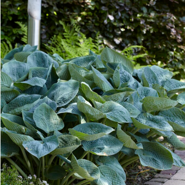 Hosta 'Elegans'